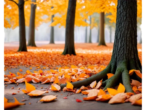 autumn background,autumn forest,fallen leaves,autumn leaves,autumn in the park,autumn walk,autuori,autumn theme,autumn trees,autumn scenery,falling on leaves,golden autumn,autumn round,just autumn,fall leaves,autumn,autumn park,autumn day,autumn leaf paper,autumns,Photography,Documentary Photography,Documentary Photography 11