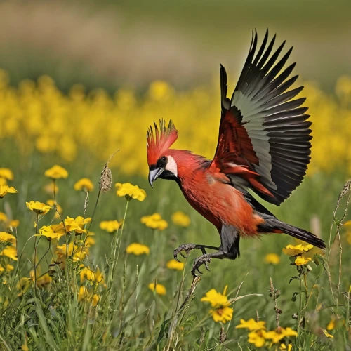 flamencos,red avadavat,light red macaw,pheasant,northern cardinal,red cardinal,male finch,flamininus,oxpecker,bird in flight,ring necked pheasant,gujarat birds,flowerpeckers,common pheasant,male northern cardinal,crimson finch,scarlet macaw,crimson rosella,spring bird,meadow bird,Photography,General,Realistic