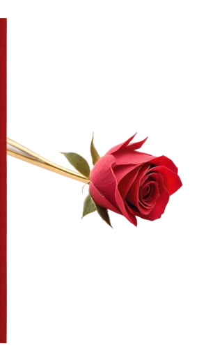 rose png,romantic rose,red rose,arrow rose,red gift,bicolored rose,red carnation,yellow rose background,rosse,flowers png,valentine flower,rozen,artificial flower,nawroz,valentine clip art,red roses,rose flower,rosevear,flower of passion,rosae,Art,Artistic Painting,Artistic Painting 48