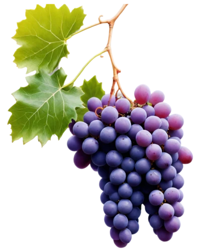purple grapes,wine grapes,grapes,blue grapes,wine grape,vineyard grapes,fresh grapes,table grapes,red grapes,winegrape,grapevines,grape vine,wood and grapes,white grapes,bright grape,bunch of grapes,merlots,viognier grapes,viniculture,vitis,Illustration,Paper based,Paper Based 15