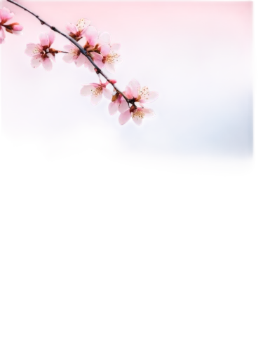 japanese sakura background,sakura background,sakura flower,sakura blossoms,sakura cherry tree,sakura tree,sakura flowers,sakura branch,sakura blossom,sakura trees,japanese cherry blossoms,japanese cherry blossom,japanese cherry,japanese floral background,cherry blossoms,hanami,cherry blossom branch,cherry blossom,cold cherry blossoms,sakura cherry blossoms,Illustration,Realistic Fantasy,Realistic Fantasy 05