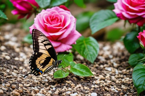 butterfly background,swallowtail butterfly,pink butterfly,butterfly on a flower,swallowtail,swallowtails,eastern tiger swallowtail,eastern black swallowtail,butterfly isolated,butterfly floral,hybrid swallowtail on zinnia,hybrid black swallowtail butterfly,isolated butterfly,ulysses butterfly,french butterfly,butterfly,flower background,passion butterfly,garden butterfly-the aurora butterfly,mariposas,Photography,General,Realistic