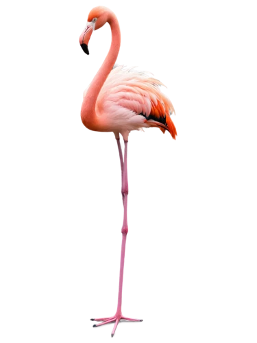 flamingo,flamingos,two flamingo,flamingo couple,pink flamingo,greater flamingo,flamingoes,cuba flamingos,lawn flamingo,flamingo with shadow,bird png,flamingo pattern,pink flamingos,pinkola,flamininus,flamencos,flocked,bird,avian,sebire,Illustration,American Style,American Style 08