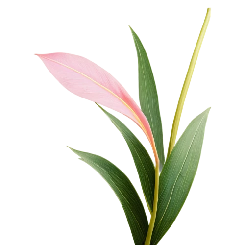 palm lily,flower background,tropical floral background,spring leaf background,flowers png,heliconia,palm blossom,tulip background,flower wallpaper,oleander,alpinia,tropical leaf,grass lily,floral digital background,crinum,palm lilies,bromelia,bromeliad,palm leaf,plumeria,Art,Artistic Painting,Artistic Painting 39