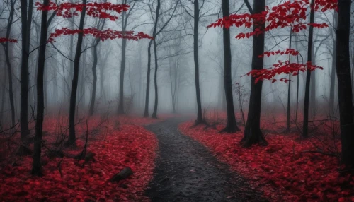 foggy forest,autumn fog,red leaves,haunted forest,autumn forest,red tree,ravine red romania,forest path,germany forest,red leaf,black forest,the mystical path,fairytale forest,landscape red,forest dark,infrared,forest of dreams,enchanted forest,the path,forest floor,Illustration,Realistic Fantasy,Realistic Fantasy 46