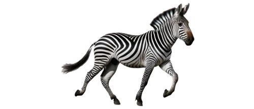 zebra,diamond zebra,zebra pattern,plains zebra,burchell's zebra,zebre,grevy,zebra fur,zebraspinne,okapis,quagga,deformations,zonkey,okapi,morphometric,antelope,derivable,zebra rosa,gazella,rankin,Photography,Black and white photography,Black and White Photography 11