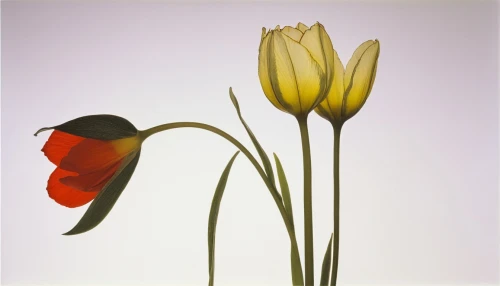 fritillaria imperialis,two tulips,tulip background,flowers png,flower and bird illustration,wild tulip,tulipa,tulip flowers,tulipe,bird flower,tulp,flower illustrative,parrot tulip,wild tulips,minimalist flowers,tulip,yellow orange tulip,ikebana,blumenfeld,tulip blossom,Photography,Fashion Photography,Fashion Photography 19