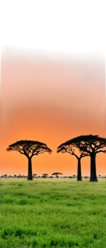 baobabs,adansonia,serengeti,makgadikgadi,mushroom landscape,zambezian,woodhenge,isolated tree,morondava,carpani,koevoet,tsavo,argan trees,baobab,turkana,kgalagadi,laikipia,deadvlei,isiolo,trees,Photography,Documentary Photography,Documentary Photography 28