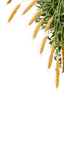 pine flower,rabbitbrush,foeniculum vulgare,parkinsonia,spruce needles,dacrydium,lycopodium,araucaria,eastern hemlock,pinaceae,fennel seeds,fir needles,myriophyllum,lomandra,allocasuarina,desert plant,asparagaceae,cupressus,tamarisk,arborvitae,Photography,General,Natural