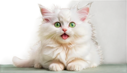 funny cat,cute cat,white cat,cat tongue,british longhair cat,cat with blue eyes,blue eyes cat,colotti,snowbell,cats angora,ragdoll,cartoon cat,birman,cat image,fluffernutter,himalayan persian,cat with eagle eyes,yawng,breed cat,yawney,Illustration,Black and White,Black and White 25
