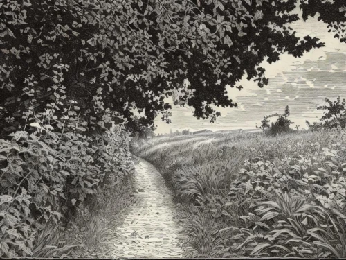 agricultural scene,rural landscape,hedgerows,brook landscape,burchfield,hedgerow,farm landscape,hedges,hedge,fruit fields,tunnicliffe,pissarro,pathway,dilweg,draugen,charcoal drawing,zuber,whittredge,blanchfield,sentier,Art sketch,Art sketch,19th Century