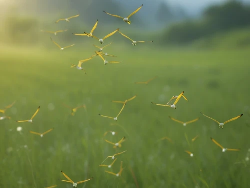 dandelion flying,dew on grass,meadows of dew,dandelion background,dandelion seeds,yellow grass,flying dandelions,fireflies,background bokeh,spikelets,blades of grass,dandelion field,grass seeds,grass blades,aaa,grass blossom,flying seeds,morning light dew drops,blooming grass,aaaa,Photography,General,Realistic