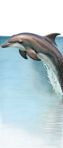 northern whale dolphin,bottlenose dolphin,a flying dolphin in air,dusky dolphin,oceanic dolphins,tursiops,porpoise,dolphin background,delphinus,dolphin swimming,bottlenose dolphins,dolphin,cetacean,dolfin,pilot whale,ballenas,mooring dolphin,ballena,delphin,flipper,Illustration,Japanese style,Japanese Style 16