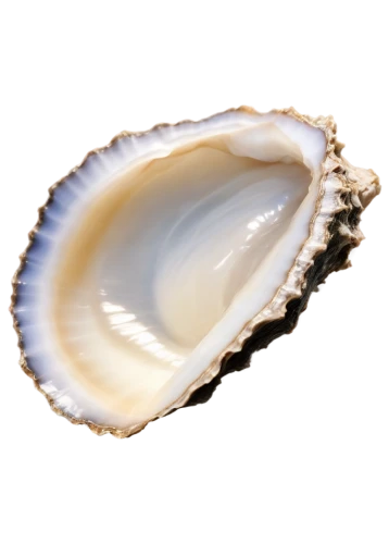 oyster,oester,bivalve,shucked,oysters,crassostrea,oyster pail,oysterman,talaba,bivalves,sea shell,shuckburgh,oystermen,shellfish,musselshell,clam,apalachicola,clam shell,quahog,coquille,Photography,Documentary Photography,Documentary Photography 15