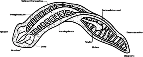 hypostome,mylohyoid,hyoid,mandibular,penannular,nasopharyngeal,roundworms,mandible,ercp,oropharyngeal,jawbone,operculum,periapical,jaw harp,velopharyngeal,occlusal,sinusoids,notochord,roundworm,flagellum,Design Sketch,Design Sketch,Rough Outline