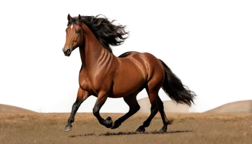 aqha,arabian horse,quarterhorse,broodmare,saddlebred,painted horse,equine,belgian horse,fire horse,epona,equidae,brown horse,finnhorse,standardbred,equus,lusitano,caballus,equato,horse,a horse,Illustration,Abstract Fantasy,Abstract Fantasy 16