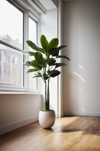 houseplant,philodendron,house plants,indoor plant,money plant,hostplant,houseplants,potted plant,dracaena,calathea,ficus,green plant,hardwood floors,ikebana,dark green plant,phototropism,the plant,modern decor,bamboo plants,dracena,Unique,3D,Toy