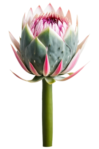 water lily flower,blooming lotus,water lily bud,flower of water-lily,lotus flower,lotus ffflower,lotus png,pink water lily,lotus flowers,lotus blossom,water lily,proteas,stone lotus,giant water lily bud,water lotus,lotus,large water lily,lotus on pond,water lilly,waterlily,Photography,General,Natural