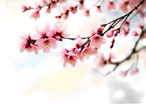 plum blossoms,sakura cherry tree,cherry blossoms,cherry blossom,japanese sakura background,cold cherry blossoms,hanami,japanese cherry blossoms,cherry branches,japanese cherry,pink cherry blossom,sakura flowers,spring background,the cherry blossoms,sakura background,plum blossom,japanese cherry blossom,takato cherry blossoms,background bokeh,sakura blossoms,Illustration,Japanese style,Japanese Style 06