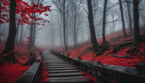ravine red romania,wooden path,winding steps,germany forest,forest path,hiking path,landscape red,autumn fog,stairs to heaven,the mystical path,wooden bridge,red bench,stairway to heaven,autumn forest,foggy forest,fairytale forest,path,walkway,pathway,foggy landscape,Illustration,Realistic Fantasy,Realistic Fantasy 46