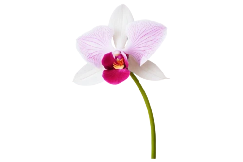 orchid flower,orchid,flowers png,mixed orchid,butterfly orchid,orchidaceae,laelia,wild orchid,pleione,phalaenopsis orchid,flower background,pink tulip,pink flower,moth orchids,stylidium,flower wallpaper,tulip background,masdevallia,single flower,spectabilis,Conceptual Art,Fantasy,Fantasy 11