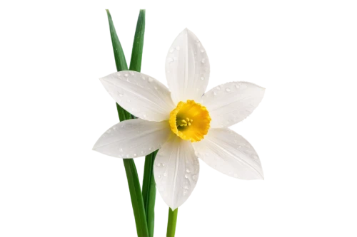 garden star of bethlehem,star of bethlehem,flowers png,imbolc,white lily,narcissus,daff,zephyranthes,white flower,easter lilies,daffyd,daffodil,narciso,filled daffodil,flower wallpaper,jonquils,flower background,narcissus pseudonarcissus,white cosmos,iridaceae,Photography,Fashion Photography,Fashion Photography 24
