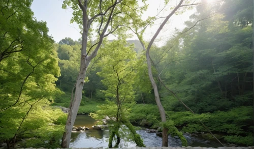 nitobe,cahaba,wissahickon,miyatake,clear stream,green trees with water,nara prefecture,metroparks,streamside,gangwon,goldstream,waldsee,beautiful japan,harpeth,gangwon do,nantahala,gwacheon,iwatake,metropark,arashiyama,Photography,General,Realistic