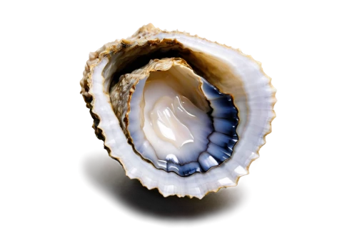 geode,bivalve,oester,agate,oyster,moonstone,molluscan,sea shell,chalcedony,operculum,calliostoma,pearlite,embryo,otolith,apical,anello,ovulation,shell,musselshell,chalcedon,Art,Artistic Painting,Artistic Painting 51