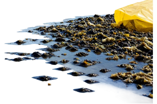 dried petals,droppings,peppercorns,tar,tea leaves,piano petals,loose tea leaves,pollen warehousing,tadpoles,pelleted,dried cloves,stingless bees,cyanescens,dried grapes,swarm of bees,sargassum,flying seeds,cinema 4d,multituberculata,isolated product image,Art,Classical Oil Painting,Classical Oil Painting 15