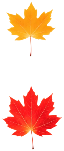 maple leaf red,red maple leaf,maple leaves,leaf background,yellow maple leaf,maple leave,maple foliage,leaf icons,garrison,maple shadow,autumn background,maple bush,defence,red leaf,diwali background,garrisoned,spring leaf background,fall leaf border,maple tree,ash-maple trees,Illustration,Abstract Fantasy,Abstract Fantasy 09