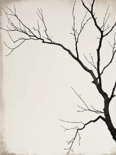 leafless,old tree silhouette,arbre,bare tree,tree thoughtless,tree silhouette,tree branches,branches,winter tree,bare trees,the branches,dead branches,arboreal,dendritic,branching,branched,the branches of the tree,lonetree,bare branch,creepy tree,Photography,General,Realistic
