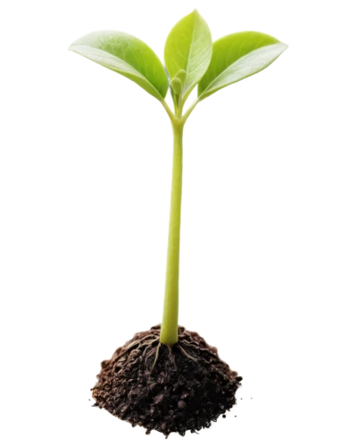 seedling,growth icon,resprout,sapling,potted plant,replantation,hostplant,oil-related plant,green plant,monocotyledons,cotyledons,plant and roots,reforestation,container plant,potted tree,biopesticide,gymnosperm,seedlings,replant,phototropism,Illustration,Retro,Retro 22