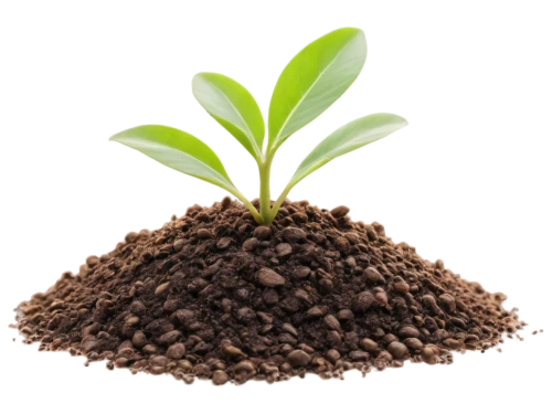 seedling,clay soil,replantation,biopesticide,growth icon,seedbed,humic,biosolids,bioenergy,biopesticides,soil,biochar,resprout,replant,ecological sustainable development,cotyledons,vermiculite,seedlings,crop plant,topsoil,Photography,General,Commercial