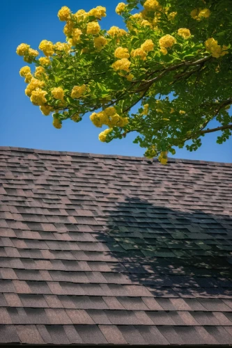tiled roof,shingled,house roof,roof landscape,roof tile,roof tiles,house roofs,shingling,slate roof,roofing,roofline,roofing work,yellow tabebuia,rooflines,housetop,wooden roof,roof plate,shingles,roofer,roof,Art,Classical Oil Painting,Classical Oil Painting 23