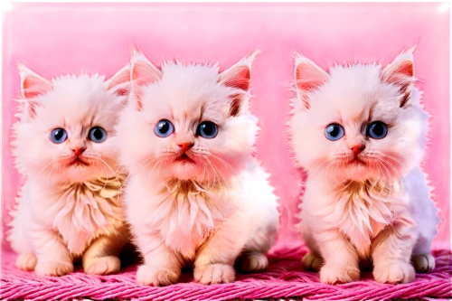 kittens,baby cats,pink cat,blue eyes cat,kittenish,cats angora,georgatos,cute cat,catterns,cat with blue eyes,cloned,kitties,kits,cute animals,breed cat,persians,siamese cat,mignons,cat pageant,doll cat,Illustration,Realistic Fantasy,Realistic Fantasy 09