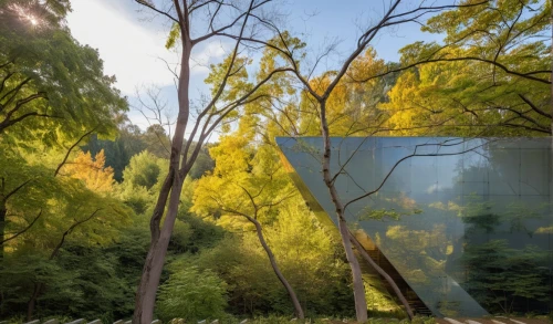 deciduous forest,metasequoia,bamboo forest,poplars,larch forests,larch trees,aspens,gulbenkian,wassaic,deciduous trees,biosphere,redcedar,serralves,green trees with water,botanischer,mixed forest,multiple exposure,virtual landscape,green trees,weyerhaeuser,Photography,General,Realistic