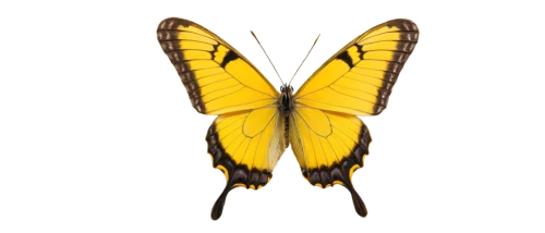 butterfly vector,ornithoptera,butterfly background,butterfly isolated,eastern tiger swallowtail,butterflyer,antheraea,inotera,swallowtail,transparent background,swallowtail butterfly,monarch,yellow butterfly,papilio machaon,papilio,on a transparent background,dbcomma,isolated butterfly,euphydryas,french butterfly,Illustration,Paper based,Paper Based 21