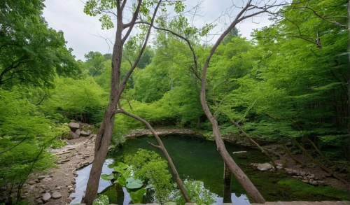 harpeth,wissahickon,cahaba,metroparks,metropark,monocacy,matthiessen,ravine,chedoke,red cedar,pennypack,mississinewa,sugarcreek,upstream,green trees with water,castlewood,hanging bridge,photosynth,raven river,riparian zone,Photography,General,Realistic