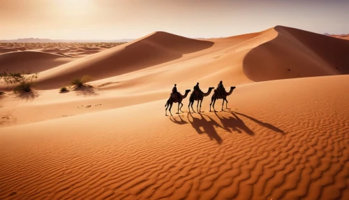 deserto,tuaregs,libyan desert,tuareg,capture desert,shadow camel,dromedaries,admer dune,sahara desert,camels,camel caravan,merzouga,tinariwen,semidesert,benmerzouga,transjordan,desertification,maghreb,marocco,sahara,Photography,General,Cinematic