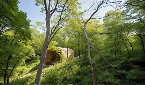tree house hotel,treehouses,tree house,fallingwater,house in the forest,treehouse,forest house,wassaic,forest chapel,zumthor,wissahickon,mirror house,cubic house,timber house,cantilevered,forest workplace,safdie,treetop,chedoke,cube house,Photography,General,Realistic