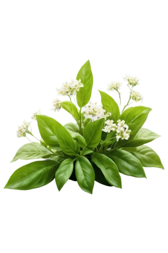 flowers png,spring leaf background,lily of the valley,muguet,flower background,galium,parthenium,lily of the field,valeriana,elderflower,aromatic plant,parsley leaves,flower jasmine,green wallpaper,lilly of the valley,chickweed,green background,garden cress,wood daisy background,jasmine flower,Conceptual Art,Sci-Fi,Sci-Fi 21
