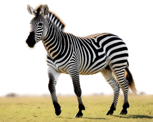 plains zebra,zebra,diamond zebra,burchell's zebra,zebra pattern,quagga,zonkey,zebraspinne,grevy,zebre,gazella,zebra rosa,stripey,bamana,botswana,mkomazi,zebra fur,tingatinga,unicornis,serengeti,Illustration,Black and White,Black and White 08
