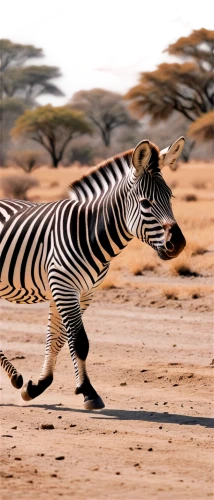 zebra,plains zebra,burchell's zebra,baby zebra,diamond zebra,zebra pattern,zonkey,quagga,zebre,zebraspinne,zebra fur,gazella,grevy,kgalagadi,etosha,kangas,safari,stripey,bolliger,wild animals crossing,Art,Artistic Painting,Artistic Painting 44