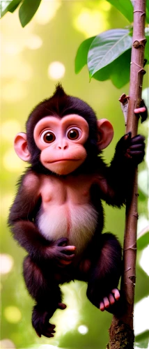 lutung,macaco,baby monkey,monkeying,monkey,boonmee,monke,mangabey,simian,prosimian,tamarin,macaca,alouatta,monkey banana,palaeopropithecus,primate,siamang,uakari,orang utan,chimpanzee,Photography,Fashion Photography,Fashion Photography 25