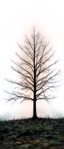 isolated tree,metasequoia,arbre,winter tree,lonetree,celtic tree,fir tree silhouette,tree thoughtless,bare tree,lone tree,tree,leafless,tree silhouette,arboreal,small tree,forest tree,albero,birch tree background,deciduous tree,bare trees,Conceptual Art,Daily,Daily 32