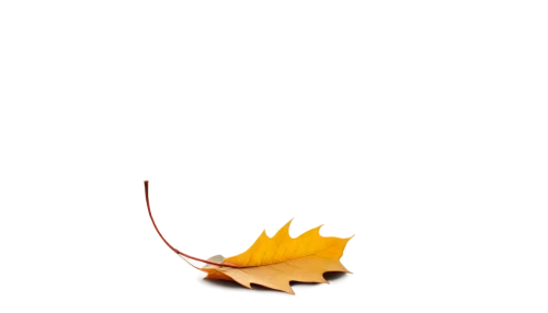 autumn background,thanksgiving background,leaf background,yellow leaf,autumn leaf,fall leaf,autumn leaf paper,golden leaf,fallen leaf,autumn theme,autumn cupcake,autumn icon,autumn leaves,maple leave,autuori,suspended leaf,apple pie vector,yellow maple leaf,autumn taste,falling on leaves,Conceptual Art,Daily,Daily 07