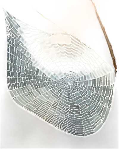 spider web,spiderweb,spider net,spider silk,cobweb,web,acorn leaf orb web spider,spider's web,morning dew in the cobweb,suspended leaf,spiderwebs,cobwebbed,gossamer,web element,webbed,leaf structure,webbing,cobwebs,skeleton leaf,webcrawler,Photography,Fashion Photography,Fashion Photography 18
