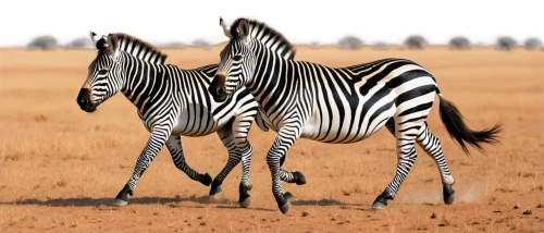 plains zebra,zebra,burchell's zebra,diamond zebra,grevy,zebra pattern,zebre,zebraspinne,quagga,zonkey,sauros,gazella,serengeti,zebra rosa,wildebeests,etosha,elands,tingatinga,homozygotes,horgos,Illustration,Vector,Vector 07