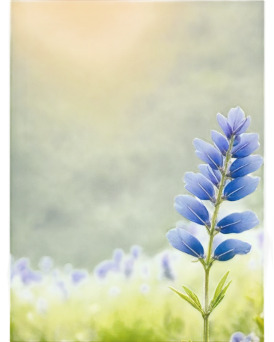 bluebonnet,lupinus,flower background,blue bonnet,dayflower,lupines,blue grape hyacinth,blue flower,flower wallpaper,lupine,grape hyacinth,muscari,camassia,nature background,grape hyacinths,gentians,lupins,bluebonnets,blu flower,cornflower,Illustration,Black and White,Black and White 27