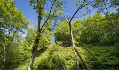 bamboo forest,metasequoia,beech forest,poplars,aaaa,larch forests,birch forest,forest dieback,waldseemueller,spruce forest,phyllostachys,aaa,silviculture,poplar tree,waldmeister,green forest,treehouses,treewidth,maibaum,larch wood,Photography,General,Realistic
